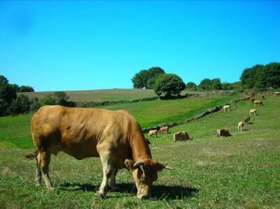 Thought You Were Drinking Organic Milk? Think Again. Image